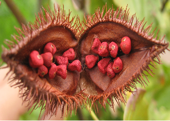 Annatto Seeds