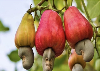 Raw Cashew Nuts