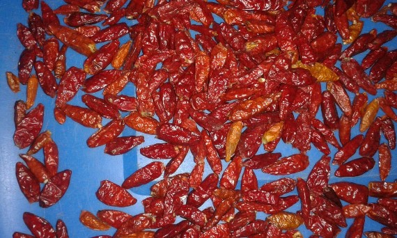 dry chillies