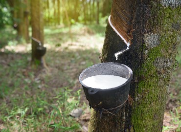 natural rubber